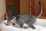 Orientale brown spotted tabby, Liberty du Jardin de l'Authie.