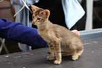 Oriental chocolat ticked tabby femelle, Megan van Seela Maew