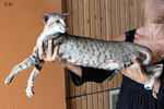 Oriental brown spotted tabby, Mazal Tov Marama.