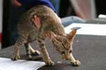 Oriental chocolat spotted tabby femelle, Magali van Seela Maew