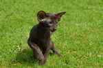 Oriental chocolat  ticked tabby,Mention Trs Bien de l'Improbable.