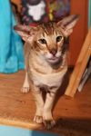 Oriental brown ticked tabby, mle, Namast de L'Eldalote