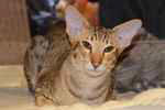 Oriental chocolat spotted tabby mle, Oriental Dream Herms.