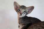 Oriental bleu spotted tabby, Oriental Dream Mister Mystre.