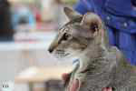 Oriental black ticked tabby femelle, Rhapsody Arakan.