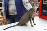 Oriental black ticked tabby femelle, Rhapsody Arakan.