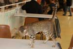 Oriental chocolat spotted tabby mle, Sehnsational Hersey