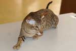 Oriental chocolat spotted tabby mle, Sehnsational Hersey