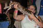 [Oriental brown blotched tabby, Texane de Castel Meillant]