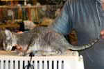 [Oriental bleu spotted tabby, Thelma Markies de Carabbas]