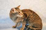 [Oriental brown spotted tabby, Tokyo du Tsim Sha Tsui]