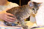 [Oriental brown spotted tabby, Venus du Chemin des Landes]