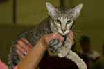 [Oriental brown spotted tabby, Venus du Chemin des Landes]