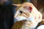 Oriental red spotted tabby mle, Eijiro Divine Madness.