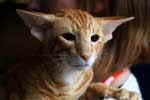 Oriental red spotted tabby mle, Eijiro Divine Madness.