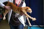 Oriental red spotted tabby mle, Eijiro Divine Madness.