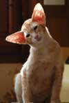 Oriental red spotted tabby mle, Fujisan Og Island Snaegerdi