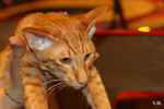 Oriental red spotted tabby, Jimini du Phare Breton.