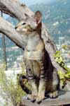 [Oriental brown ticked tortie tabby femelle, Avodire Chick de la Valluna]