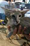 Orientale bleu ticked tortie tabby, Blue Moon Fontanelle.