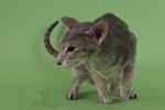 Oriental bleu tortie spotted tabby, Flamme de l'Andjeo.