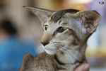 Oriental chocolat ticked tortie tabby, Joysa Cats Precious.