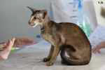 Oriental chocolat ticked tortie tabby, Joysa Cats Precious.