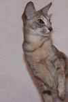 Orientale bleu tortie tabby, June Erine Hilander.