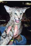 [Oriental brown tortie tabby, Mystique Markies de Carabbas]