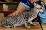 [Oriental black silver spotted tabby, Andrew de Castel Meillant]