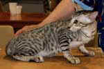 [Oriental black silver spotted tabby, Andrew de Castel Meillant]