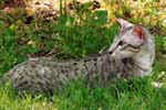 [Oriental black silver spotted tabby, Atalaye de la Perle d'Orient]