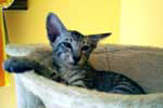 [Oriental black silver mackerel tabby mle, Dakota des Pnitents]