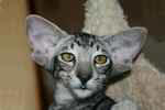 Oriental black silver mackerel tabby mle, Delamon Deluxe Melz.