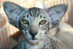 Oriental black silver mackerel tabby mle, Delamon Deluxe Melz.