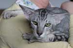 [Oriental black silver spotted tabby femelle, Diffendra de Menam Chao Phraya]