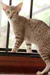 [Oriental chocolat silver spotted tabby mle, Djan-Go Og Island Snaegerdi] 