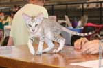 [Oriental chocolat silver spotted tabby femelle, Dolly de la Tanire des Petits Lynx]