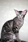 [Oriental black silver blotched tabby, El Shaklan V Mitsuko]