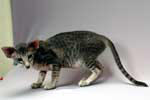 [Orienta lbleu silver spotted tabby femelle, Felitan Miss Texas]