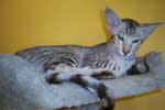 [Oriental chocolat silver spotted tabby mle Forrest des Pnitents]