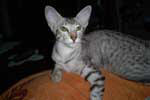 [Oriental chocolat silver spotted tabby mle Forrest des Pnitents]