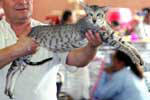 [Oriental blac silver spotted tabby mle, Joshi de Zabokou]