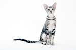 [Oriental black silver blotched tabby mle, Nibbens Kaley]