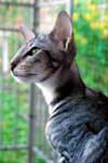 [Oriental black silver blotched tabby mle, Nibbens Kaley]