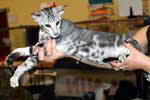 [Oriental black silver blotched tabby mle, Nibbens Kaley Jungle]