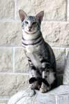 [Oriental black silver blotched tabby mle, Nibbens Kaley]