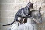 [Oriental black silver blotched tabby mle, Nibbens Kaley]