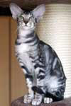 [Oriental black silver blotched tabby mle, Tazuki Kaley Jungle]