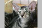 [Oriental black silver blotched tabby mle, Tazuki Kaley Jungle]